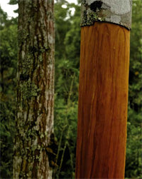 Hand-Crafted Cinnamon Boxes w/ Dragons-Sustainably Harvested-Fair Trade-Vietnam