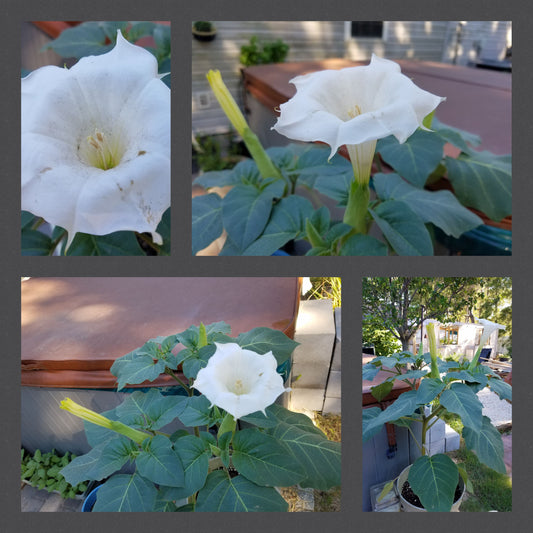 Devil's Trumpet- Night Blooming Moon Flower- Datura Innoxia - Seeds -USA