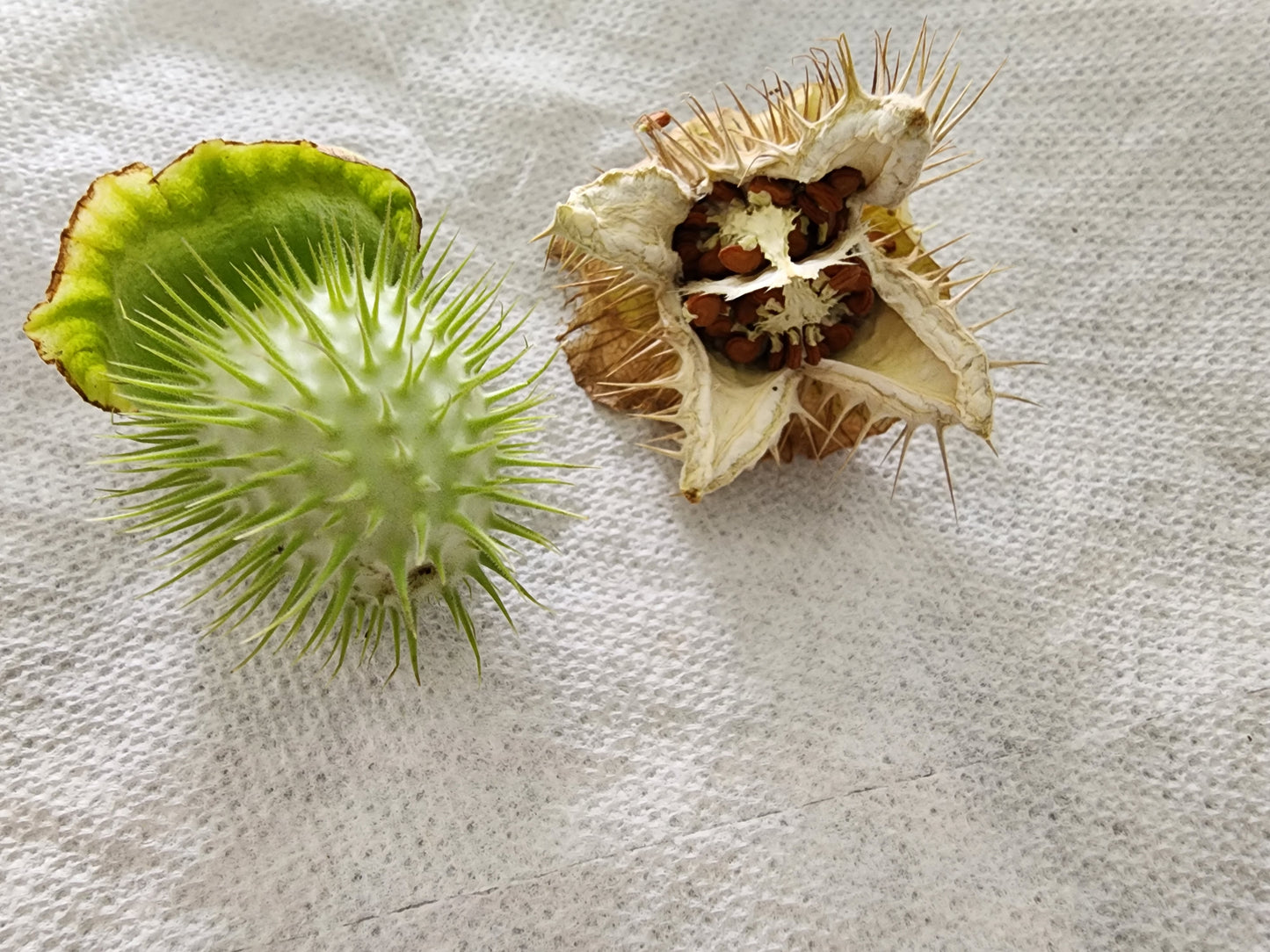 Devil's Trumpet- Night Blooming Moon Flower- Datura Innoxia - Seeds -USA