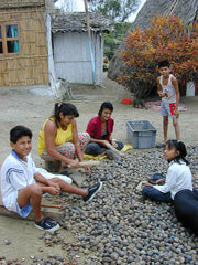 fair trade artisans sorting sustainably harvested Tagua nuts which are vegetable ivory and an eco-friendly, ethic choice for replacing Ivory.