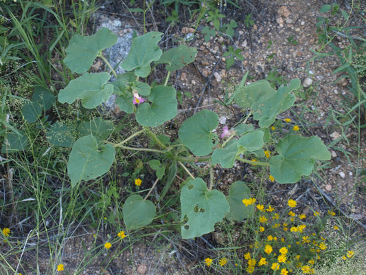 1Lb Devil's Claw Root Cut (Harpagophytum Procumbens)