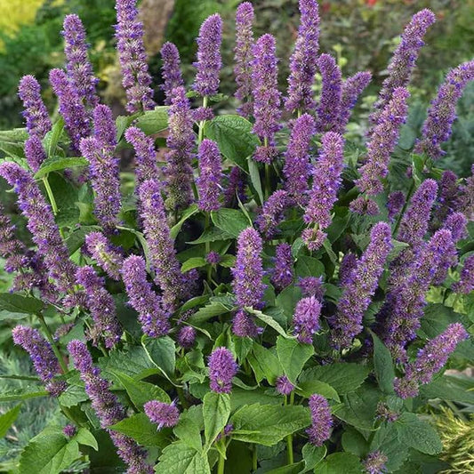 Hyssop Cut (Hyssopus officinalis)- "Holy Herb"-1 LB.