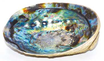 Natural Abalone Shell Incense Burner - Smudge Pot- 5"- 6"