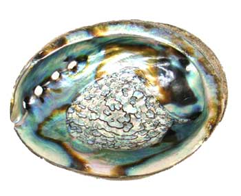Natural Abalone Shell Incense Burner - Smudge Pot- 5"- 6"