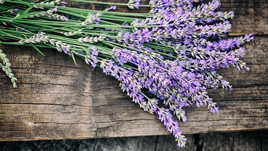 1 libra. Flores de lavanda - Flores enteras cortadas - Hierbas culinarias a granel