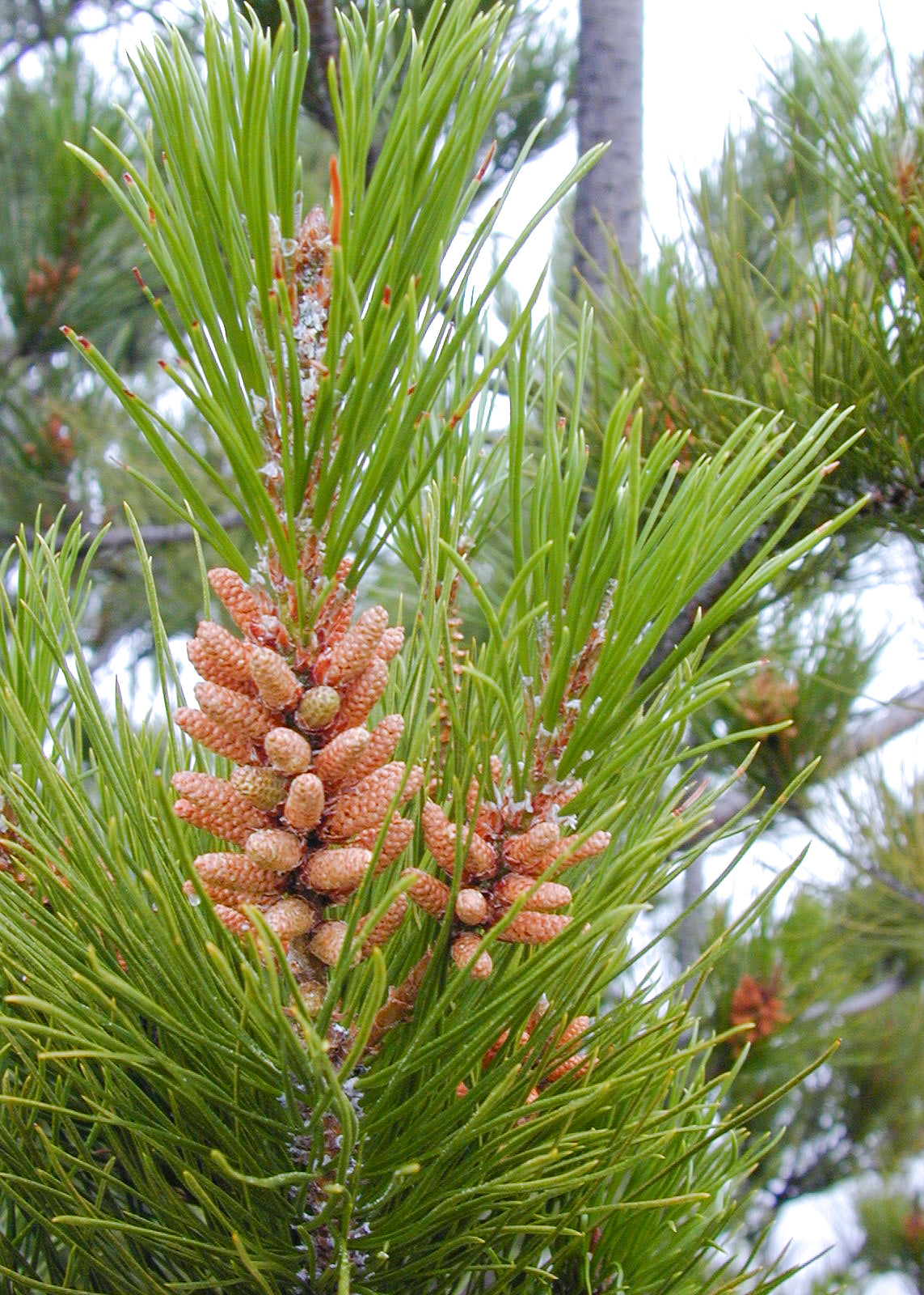 1 libra de raíz de Jezabel