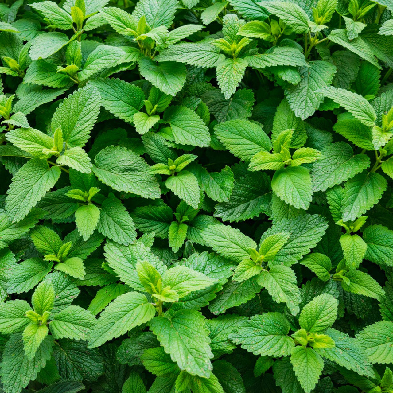 Dried Spearmint cut 2oz (Mentha spicata)