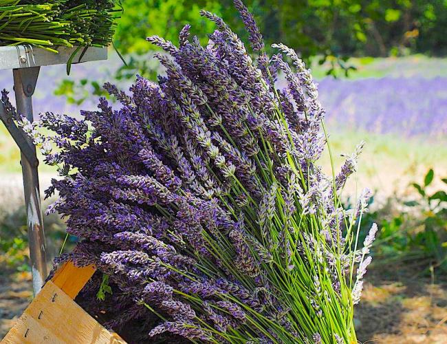 4" Lavender Smudge Stick- Sage & Lavender Smudge Wand