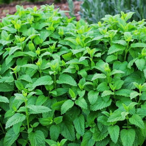 1 Lb Lemon Balm Cut (Melissa officinalis)