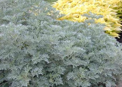 Dried Wormwood Cut- 2oz (Artemisia absinthium)