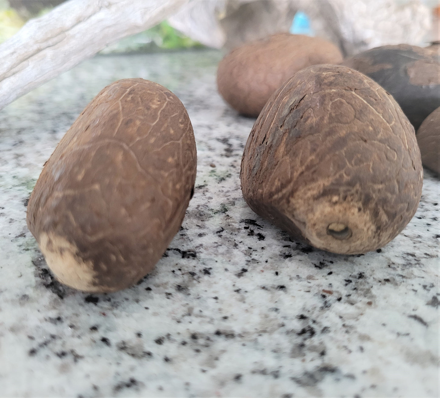 Whole Tagua Nuts for Carving-1lb.- XS/SM/M/LG/XL Sizes-Vegetable Ivory-Fair Trade