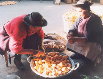 Calabaza Decorativa de Concha con Grabado Blanco-Perú