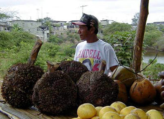 Colgantes de Tagua Negra y Natural de Ecuador-Comercio Justo