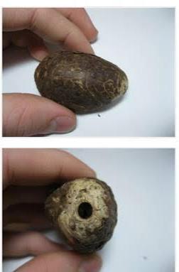 Whole Tagua nuts, seeds, vegetable ivory, sustainably harvested.