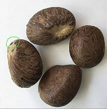 Whole Tagua Nuts for Carving-1lb.- XS/SM/M/LG/XL Sizes-Vegetable Ivory-Fair Trade