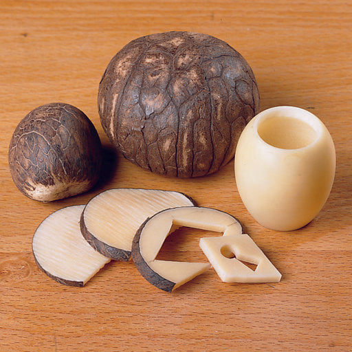 Nueces enteras de Tagua, a granel, bolsa de 22,5 lb, tamaños S/Med/LG/XL