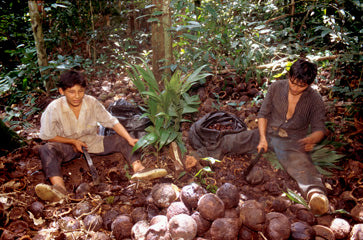 Aceite de coco de comercio justo, prensado en frío, orgánico USDA