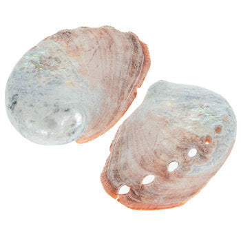 Small Abalone Shell Incense Burner- 2" - 3" Each