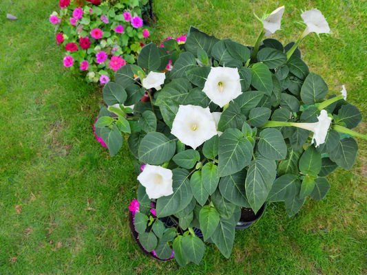 Devil's Trumpet- Night Blooming Moon Flower- Datura Innoxia - Seeds -USA