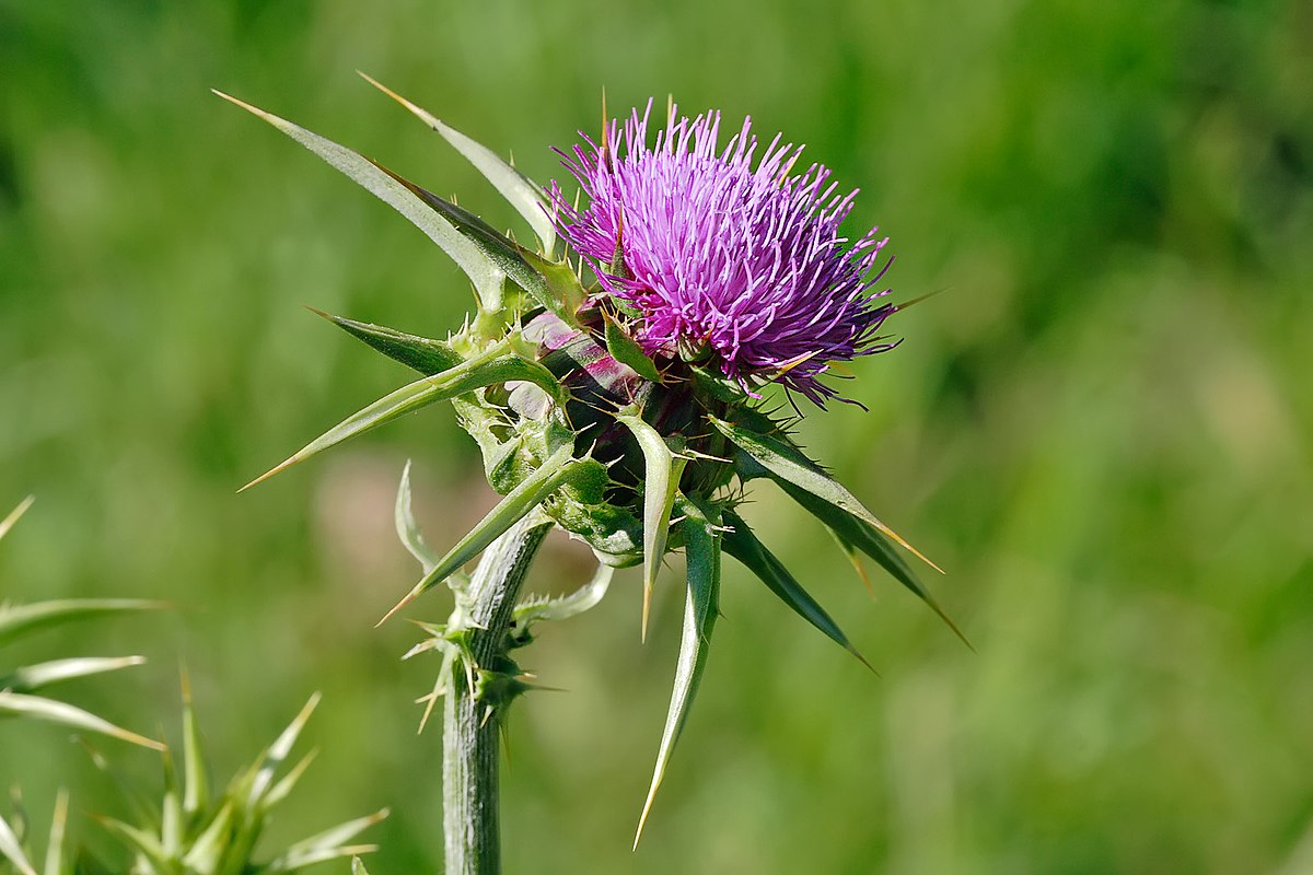 1 Lb Blessed Thistle cut (Cnisus benedictus)