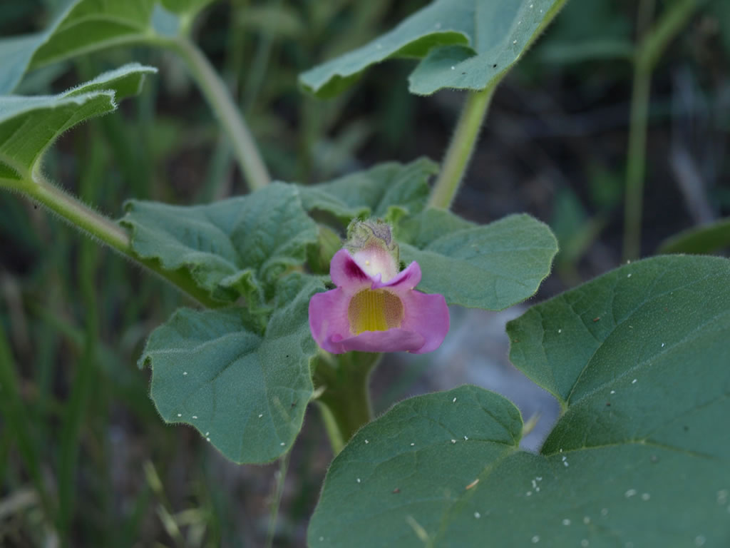 1Lb Devil's Claw Root Cut (Harpagophytum Procumbens)