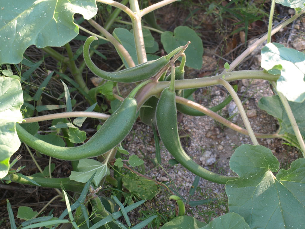 1Lb Devil's Claw Root Cut (Harpagophytum Procumbens)