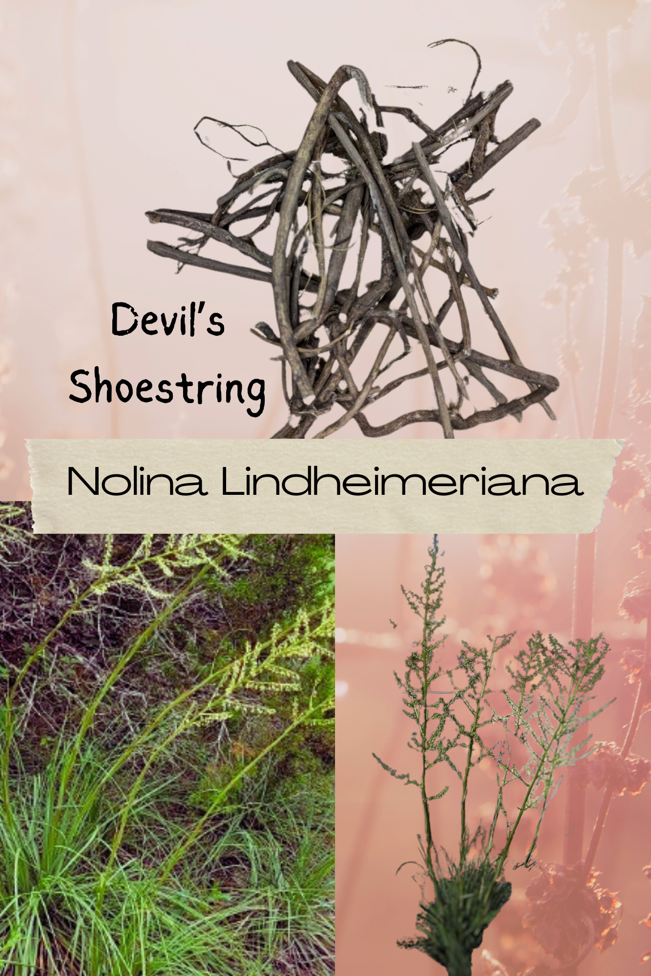 1 Lb Devils Shoestring: poderosos beneficios