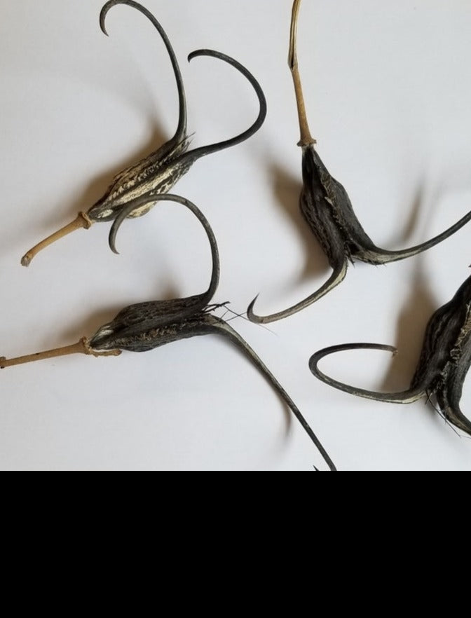 1Lb Devil's Claw Root Cut (Harpagophytum Procumbens)