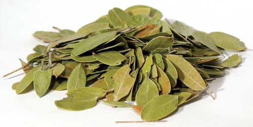 1 lb. Bearberry Leaves-Wild-Crafted-Dried (Uva Ursi) (Mexican)