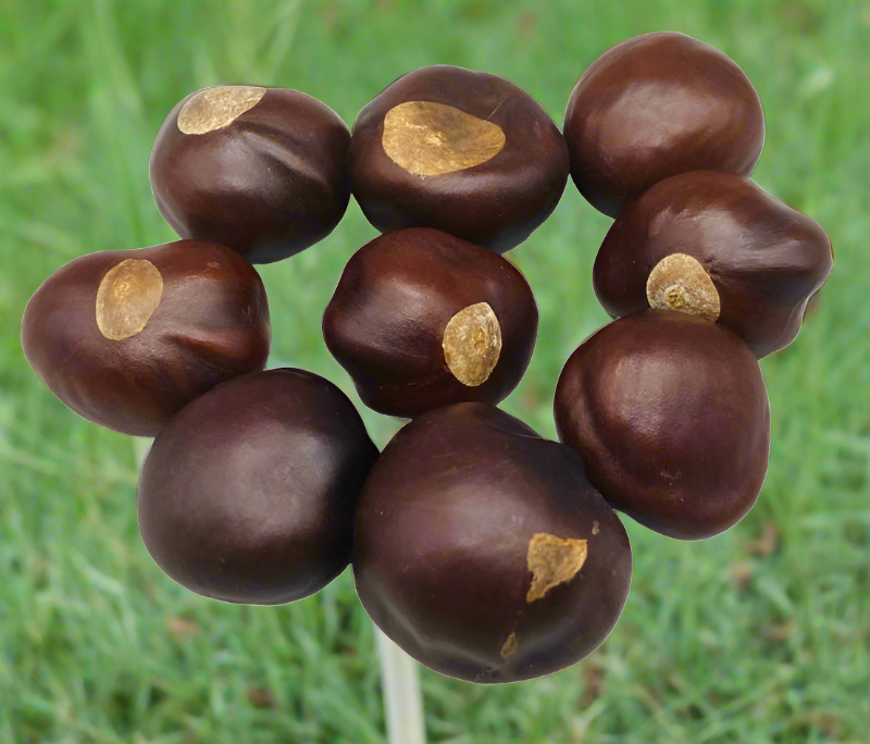 one pound of dark brown whole buckeye nuts on a green grass background