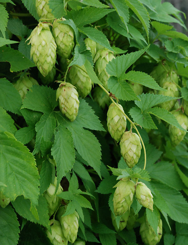 1 Lb Hops Flower whole (Humulus iupulus)