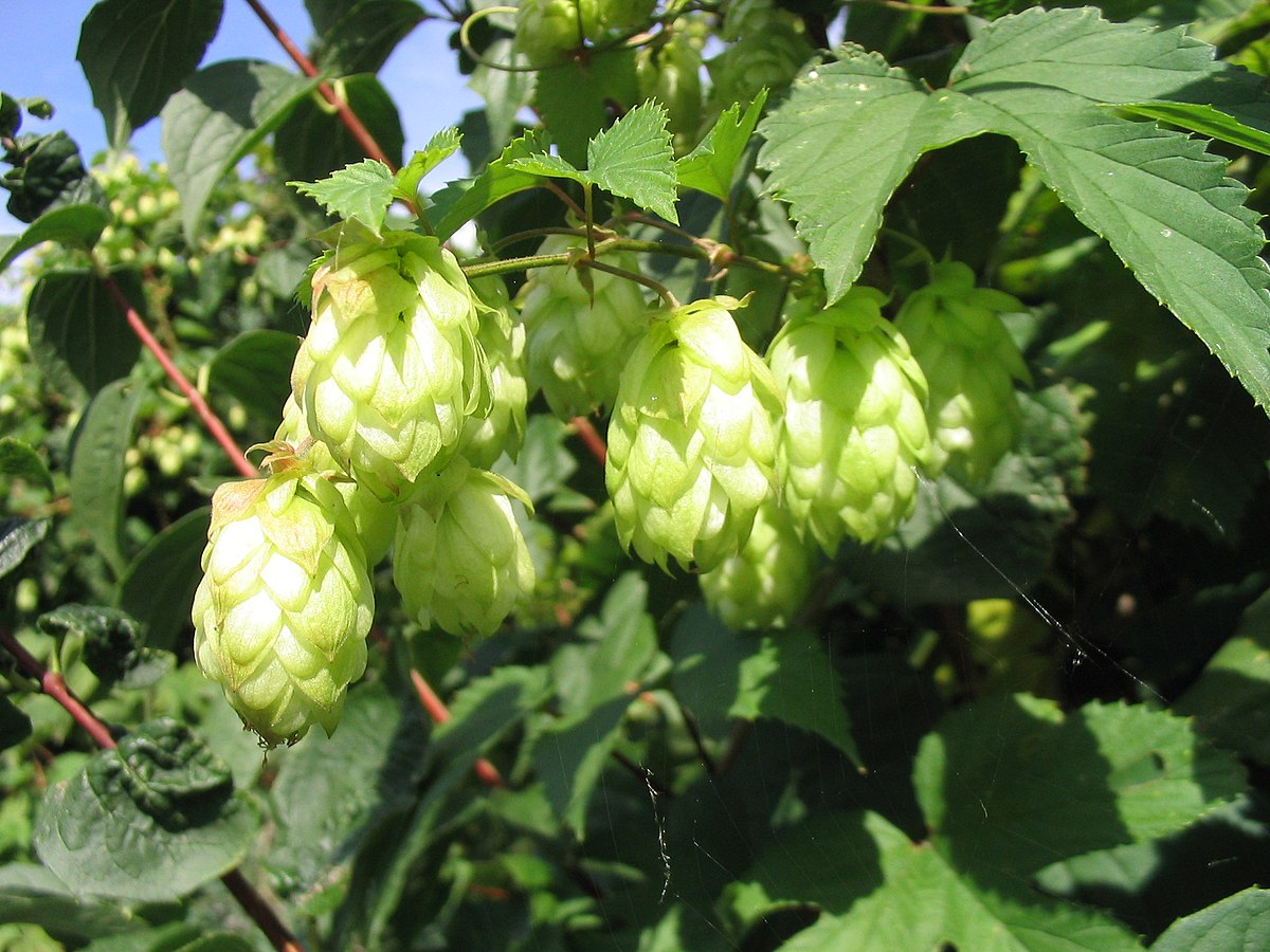1 Lb Hops Flower whole (Humulus iupulus)