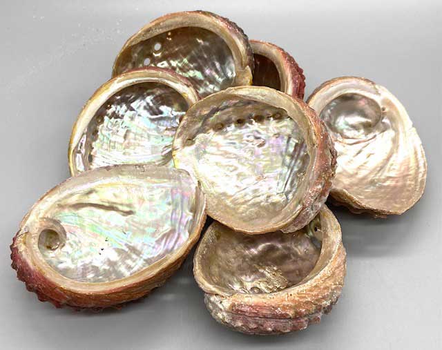 Quemador de incienso de concha marina opalescente de 3-4"
