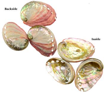 Small Abalone Shell Incense Burner- 2" - 3" Each