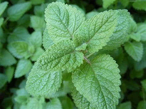 1 Lb Lemon Balm Cut (Melissa officinalis)