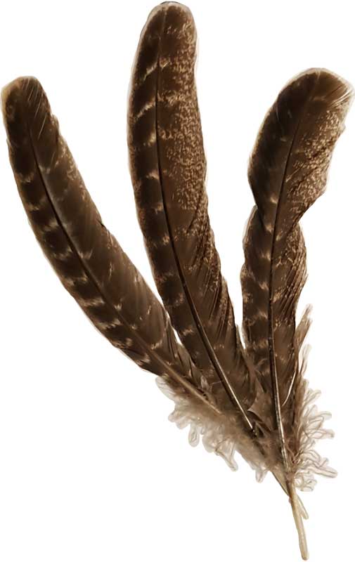Barred Wing Smudging Feather- Single Feather