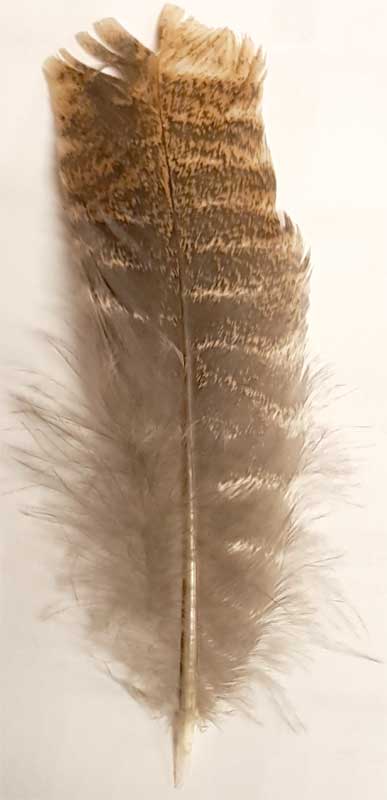 Barred Wing Smudging Feather- Single Feather