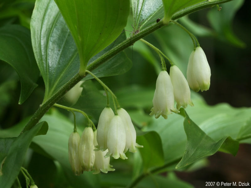 1 Lb Solomon's Seal Root cut (Polygonatum species)