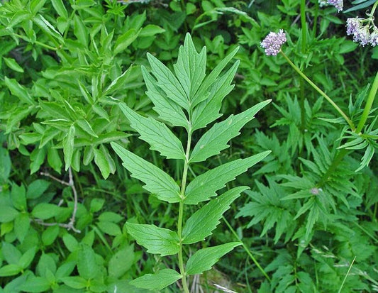 Valerian Root Cut- 2oz (Valeriana officinalis)