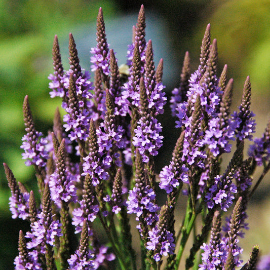 1 Lb Vervain cut (Verbena Hastata) (Blue Vervain)