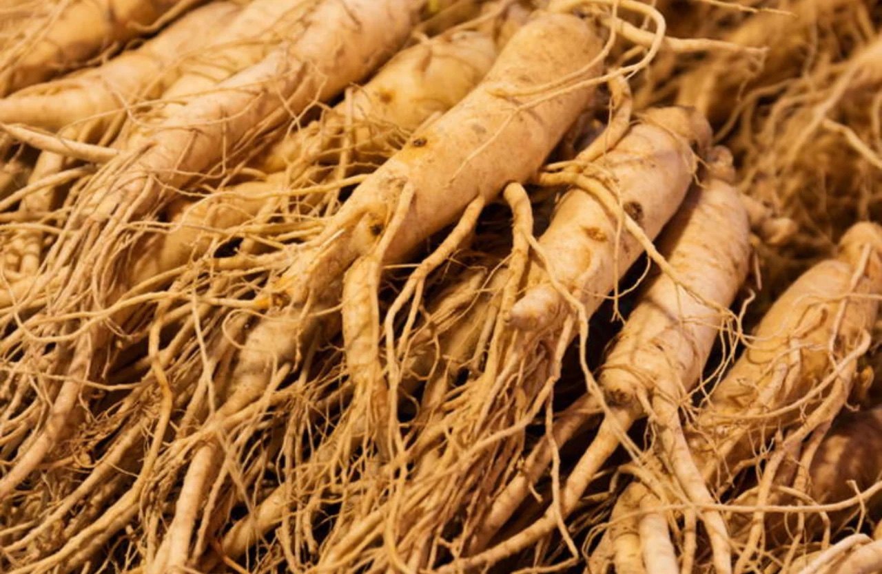 1 Lb Eleutherococcus powder "siberian ginseng" (Eleutherocccus senticosus)