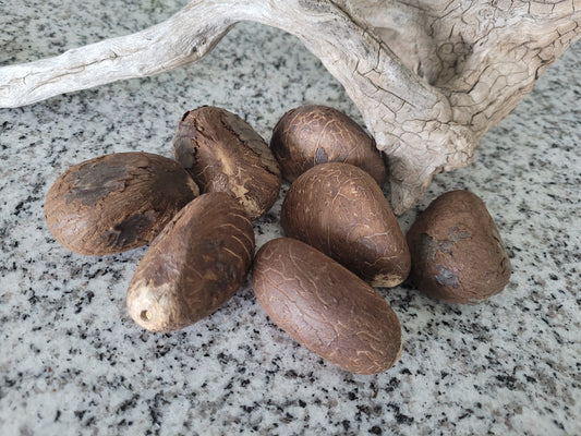 1 LIBRA. Nueces de Tagua Enteras- XS/ Pequeña/ Mediana/ Grande o Extra Grande Tamaños-Marfil Vegetal