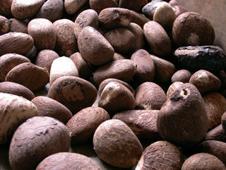 Whole Tagua Nuts for Carving-1lb.- XS/SM/M/LG/XL Sizes-Vegetable Ivory-Fair Trade
